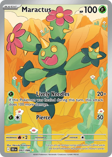 Maractus